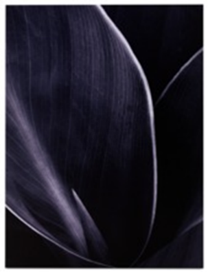 Картина Metal print "Green is Black"