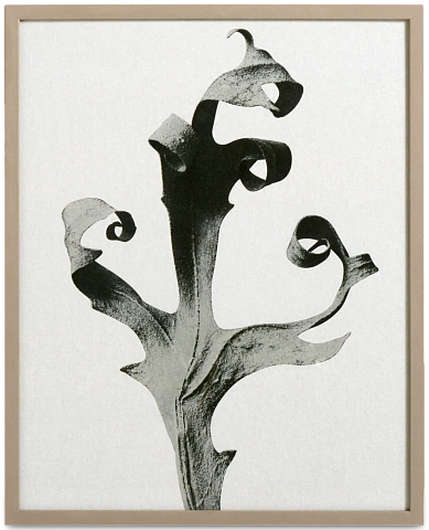 Картина Delphinium