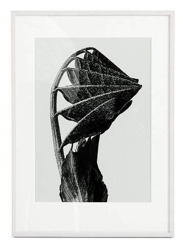 Картина Nature Form